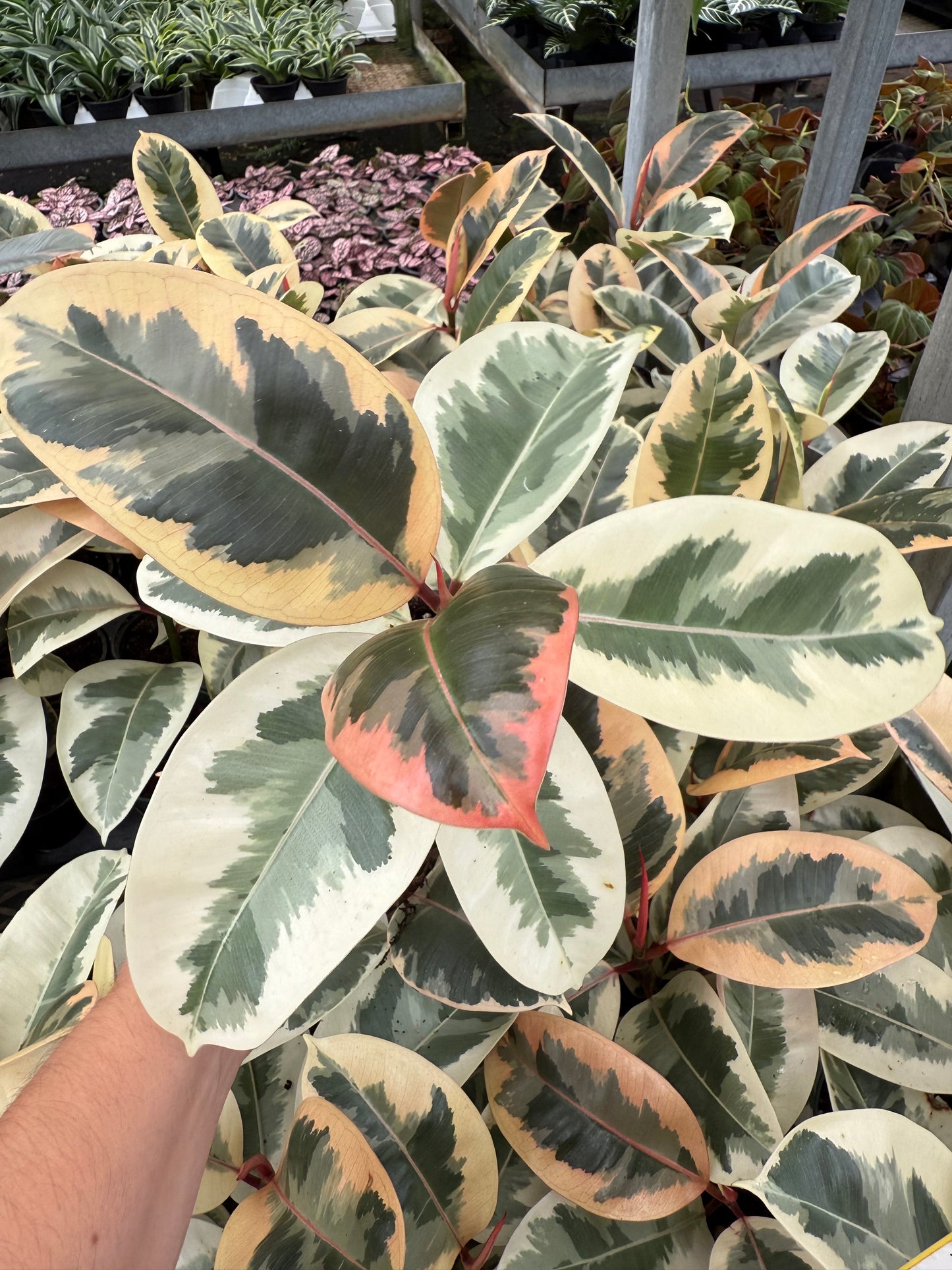 Ficus elastica-ˋRubber Plant’