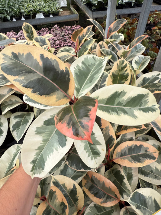 Ficus elastica-ˋRubber Plant’