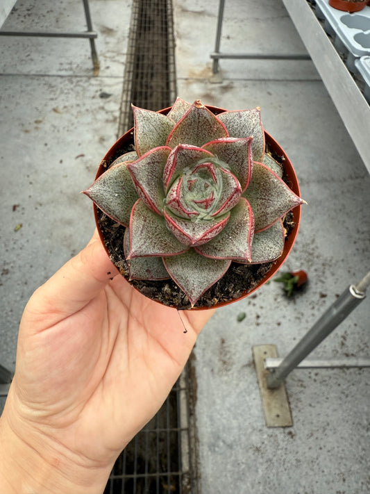 Echeveria Purpusorum