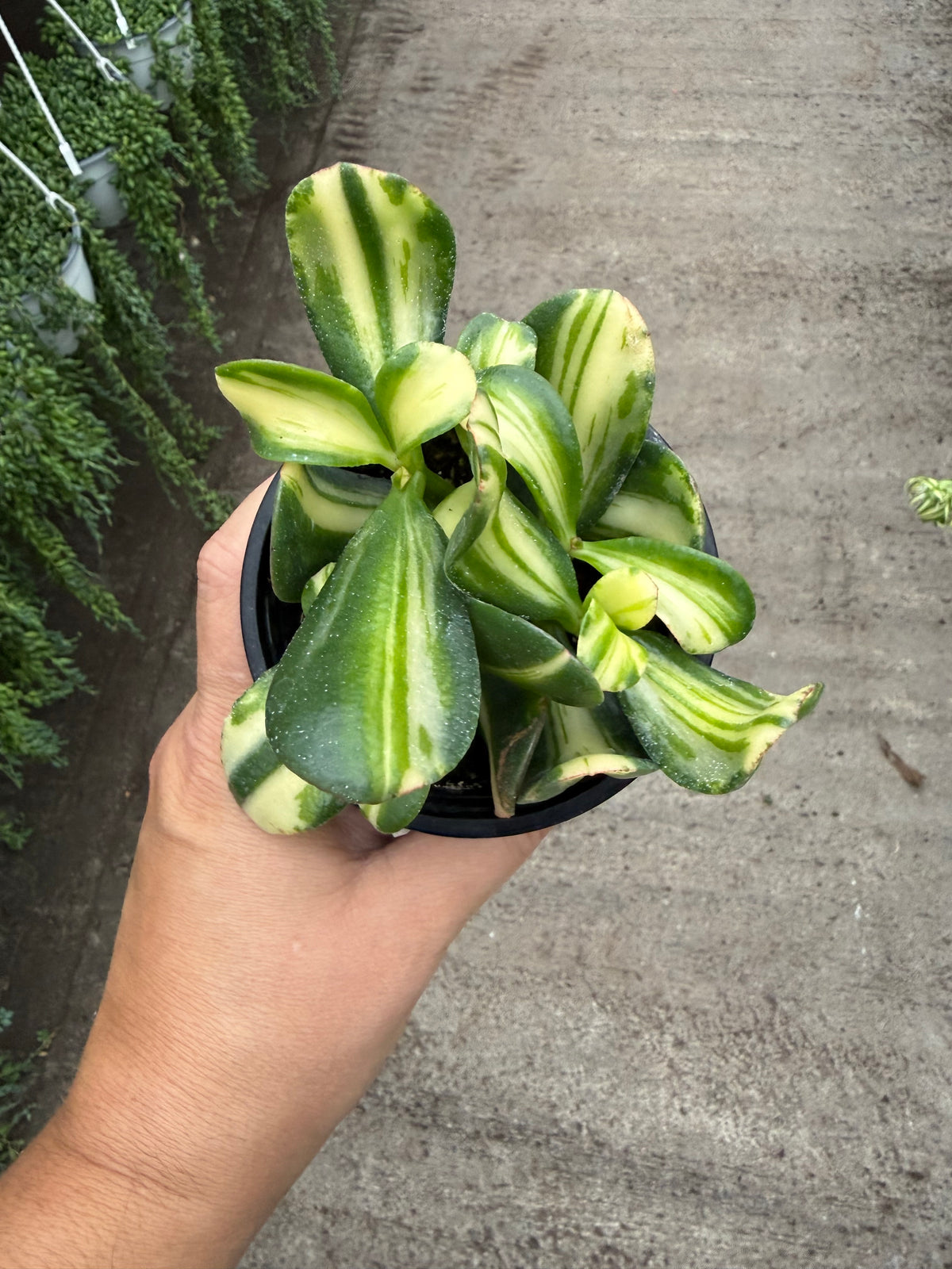 Crassula Jade « Rainbow »