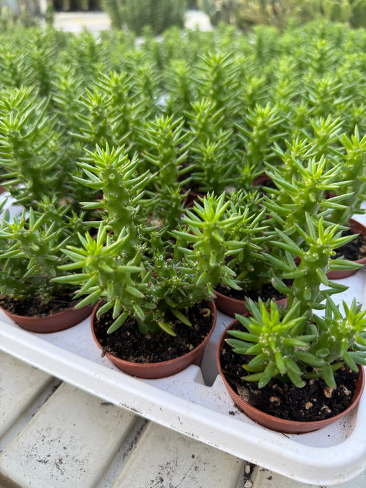 Austrocylindropuntia
subulata"Eve's pin"