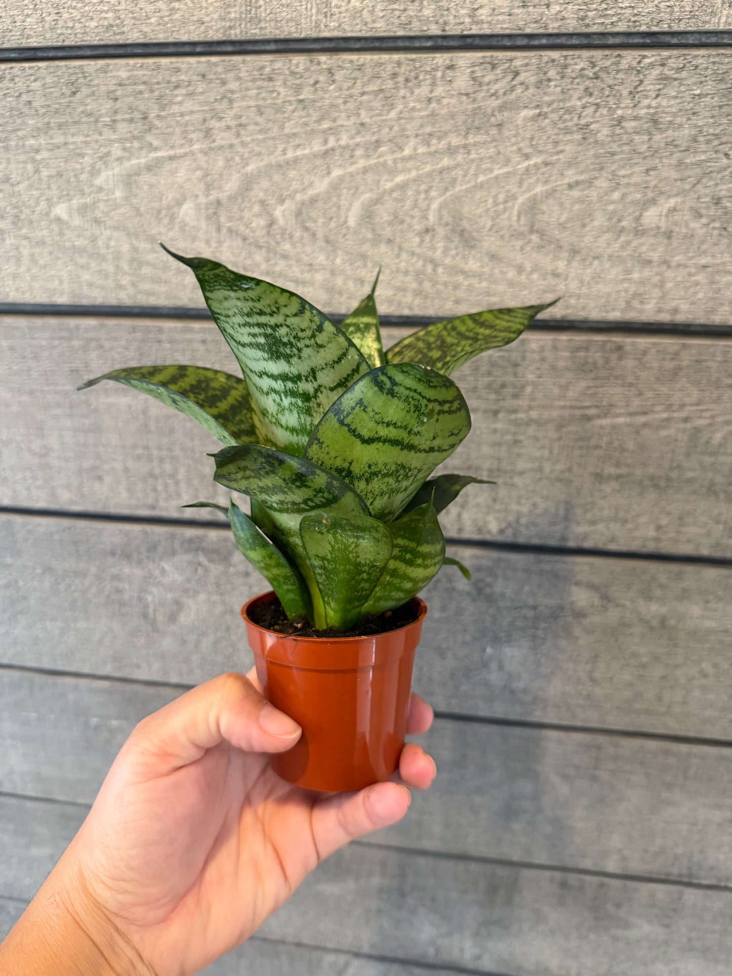 Sansevieria – Snake Plant