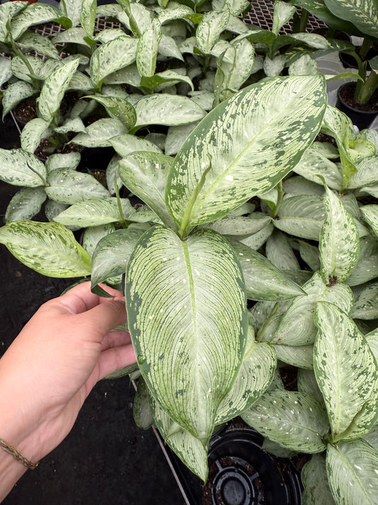 Dieffenbachia ‘Snow’