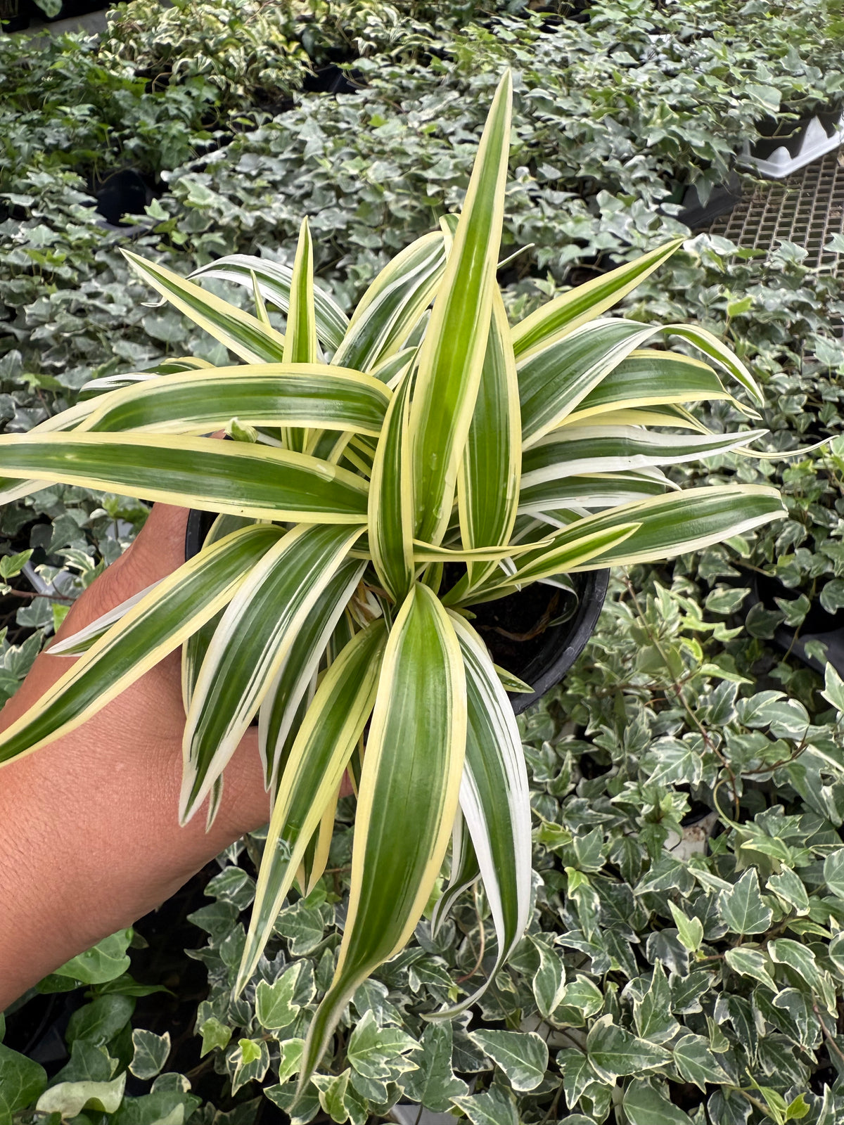 Reverse Chlorophytum