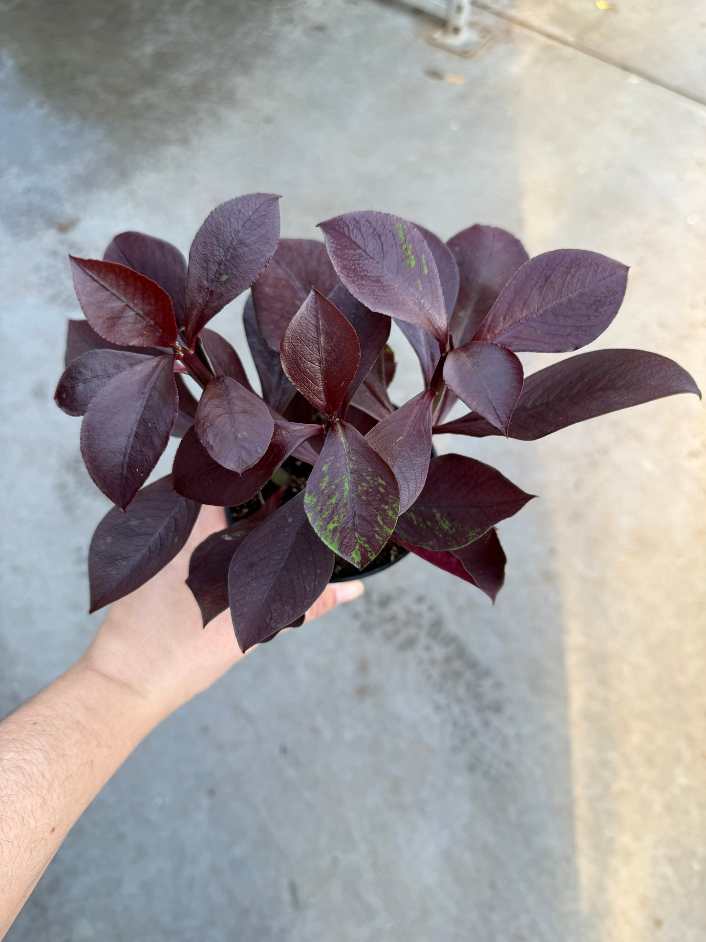 Euphorbia Synadenium Rouge