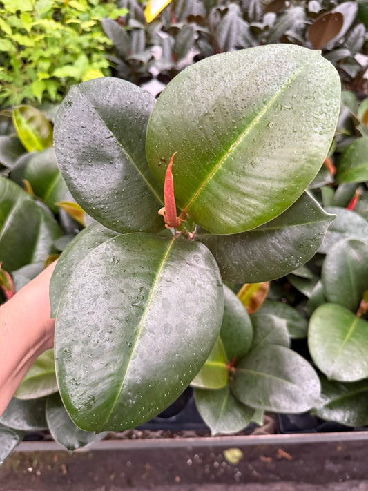 Ficus Sofia