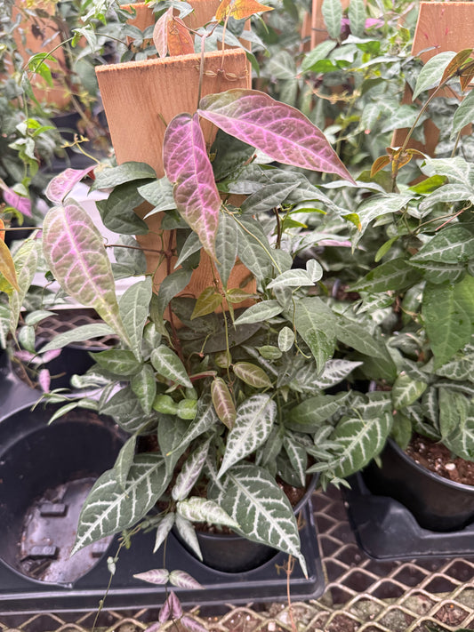 Bignonia argyro-violacea- Sur Bois