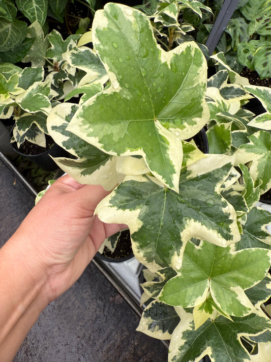 Fatshedera ‘Variegata’