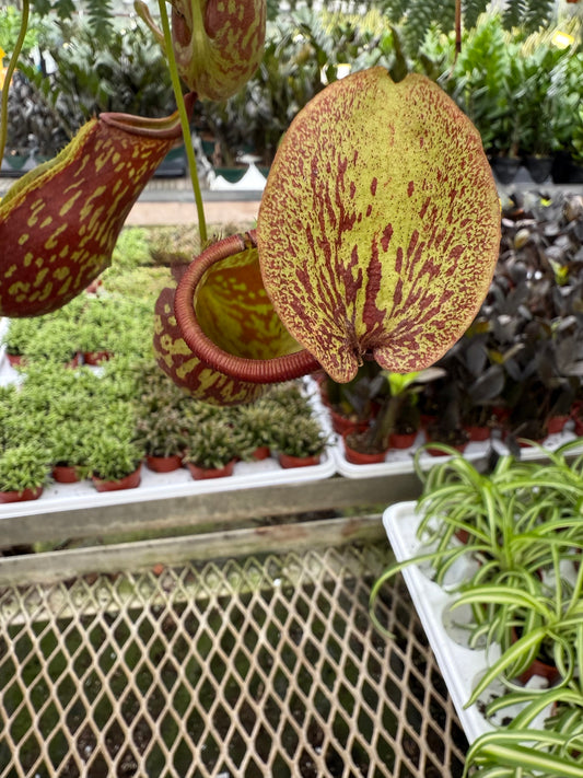 Pitcher Plant (Nepenthes)