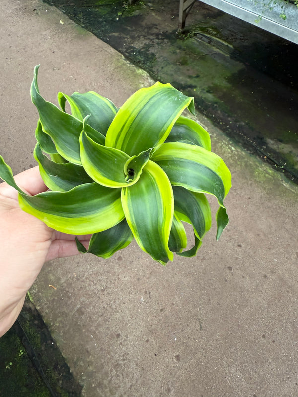 Dracaena ‘Yellow Tornado’