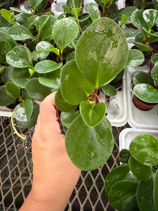 Peperomia ‘Lime’