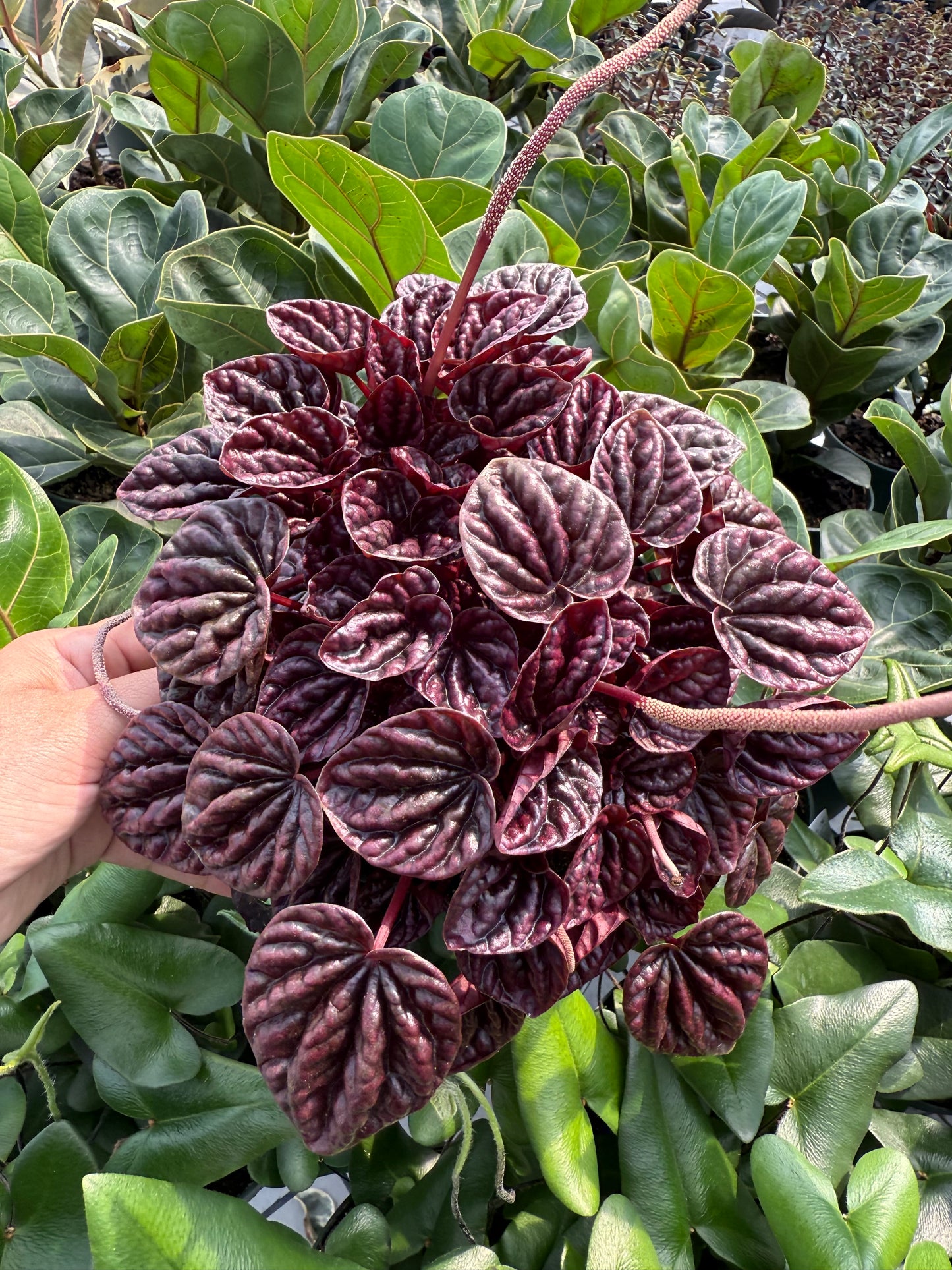 Peperomia à marge rouge