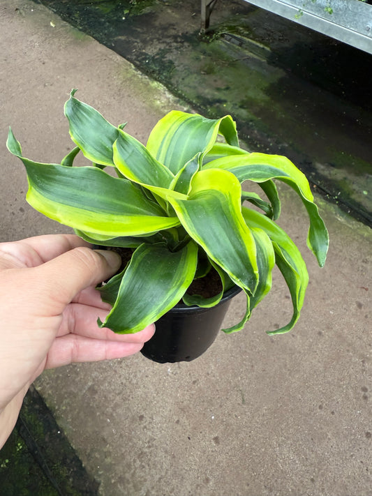 Dracaena ‘Yellow Tornado’’ loop