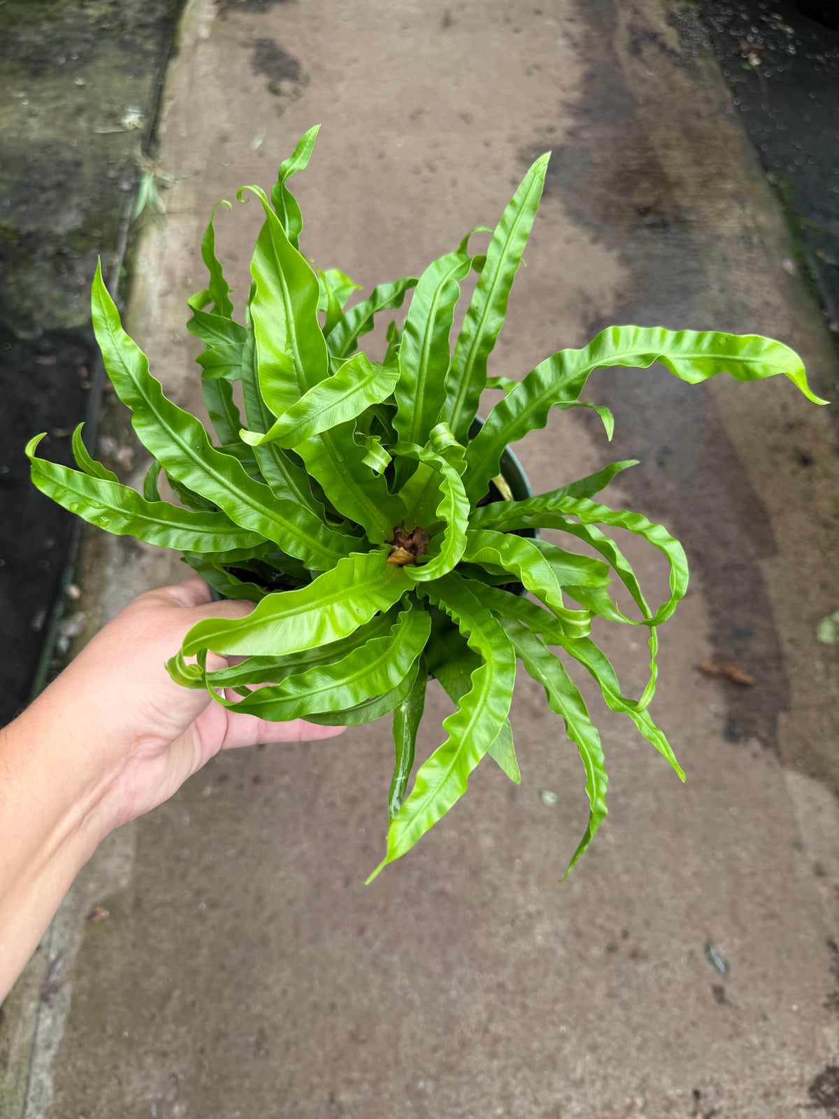 Asplenium nidus – Fougère nid d'oiseau