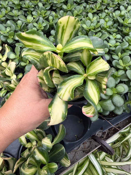 Crassula Jade « Rainbow »