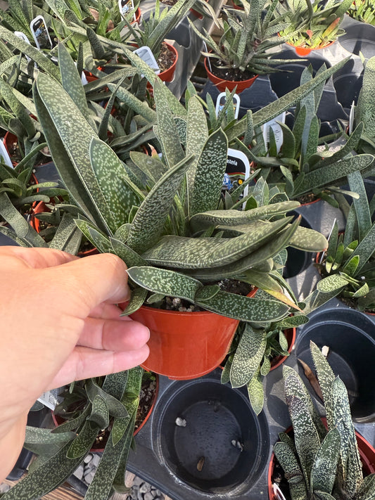 Gasteria