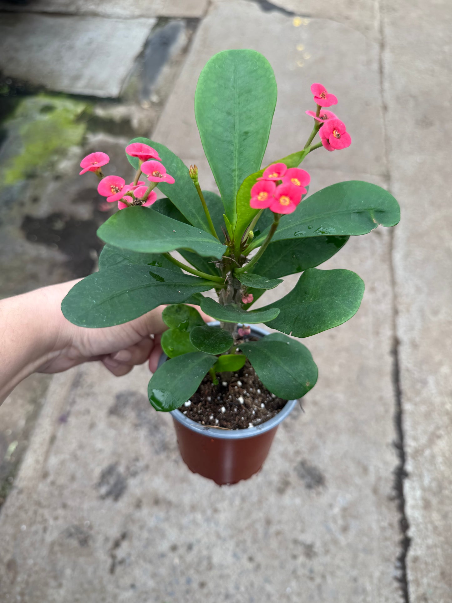 Euphorbia ‘Charlotte’ — Épine du Christ