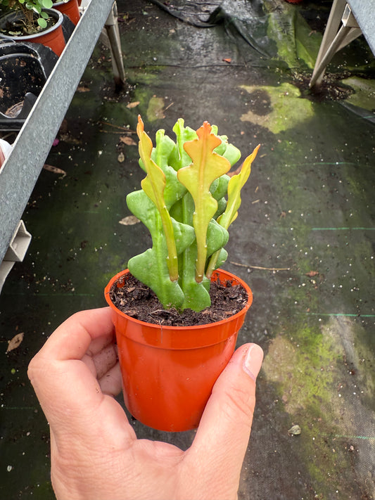 Zig Zag Cactus (Epiphyllum anguliger)