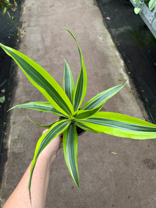 Dracaena 'Lemon Lime'