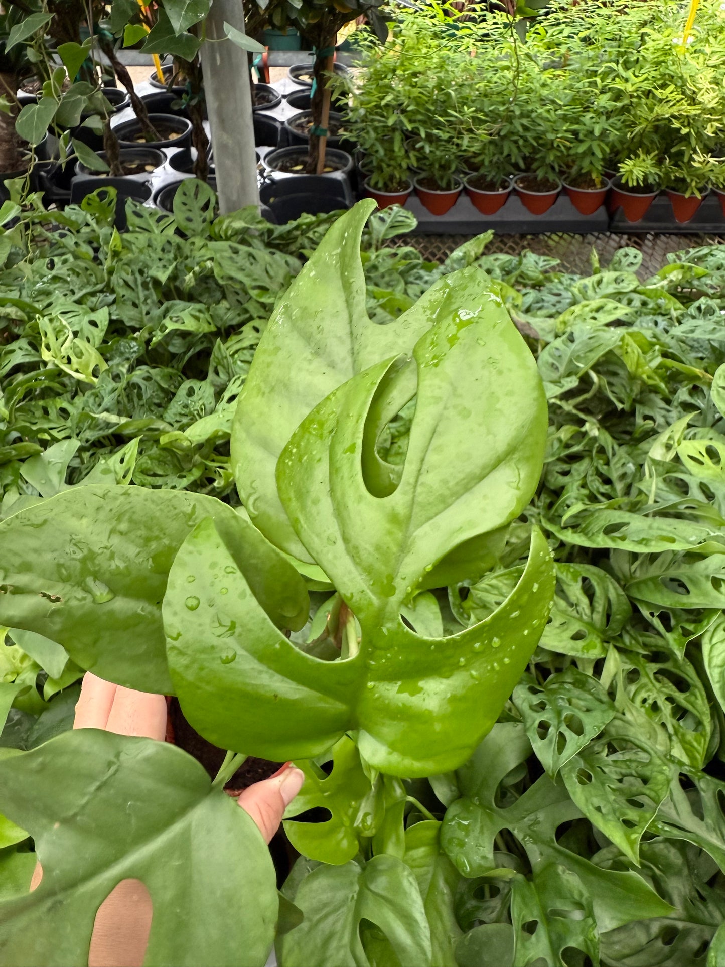 Philodendron ‘Ginny’