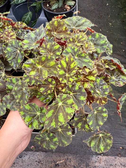 Begonia Rex