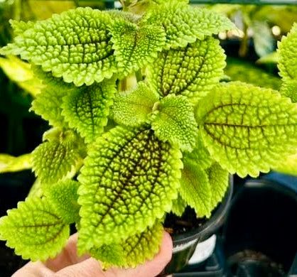 Pilea Moon Valley