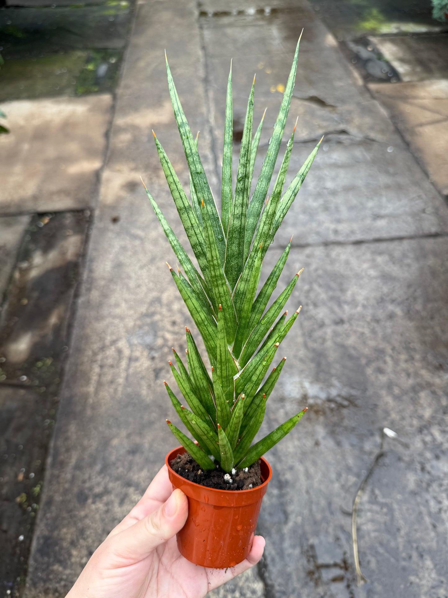 Sansevieria 'Francisii'