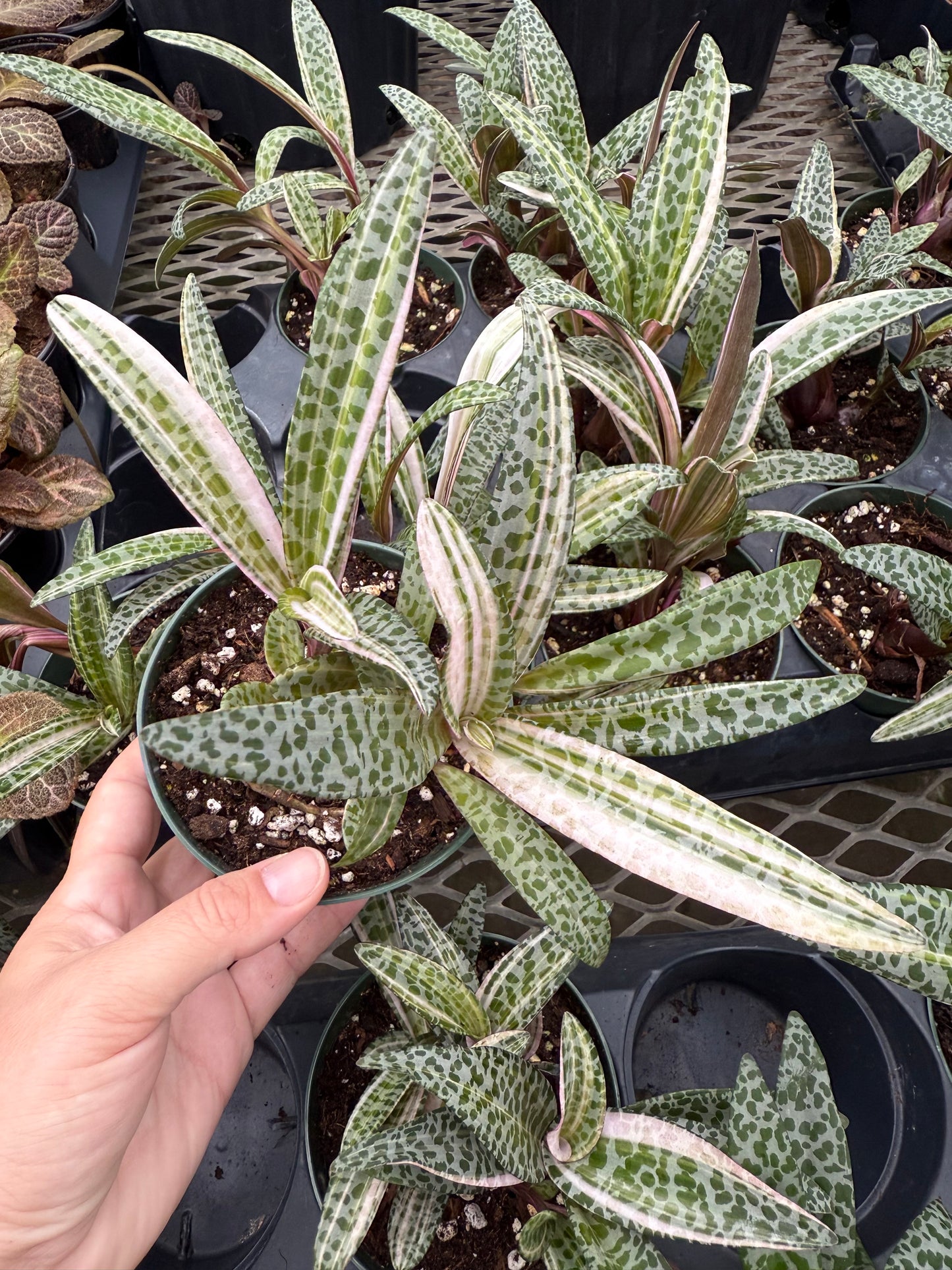 Scilla violacea – Ledebouria socialis