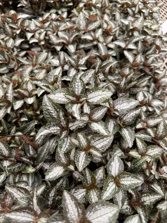 Pilea cadierei ‘Bronze’