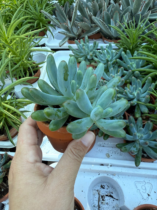 Sedum pachyphyllum “Blue Jelly Bean”