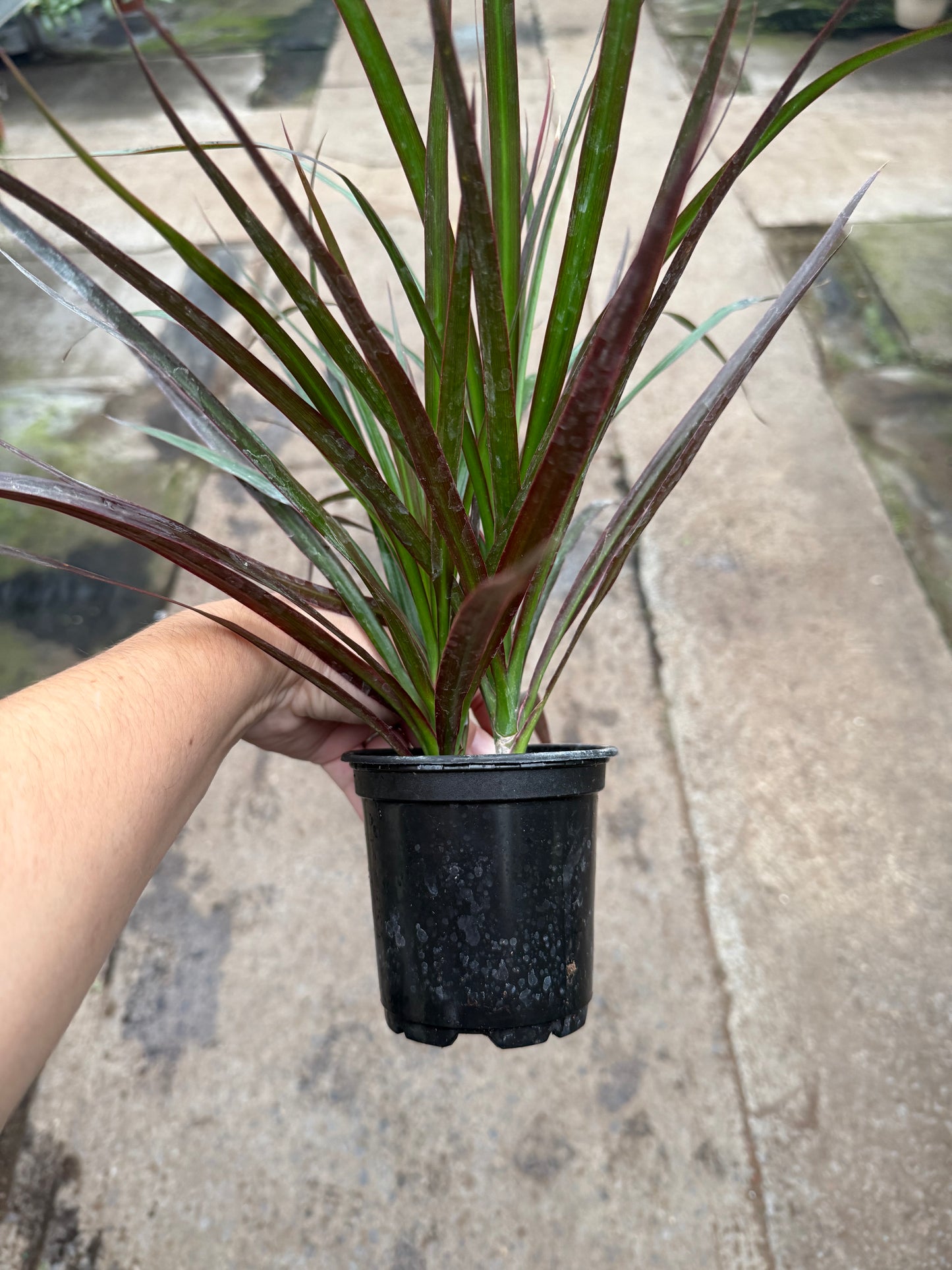Dracaena Marginata ‘Magenta’