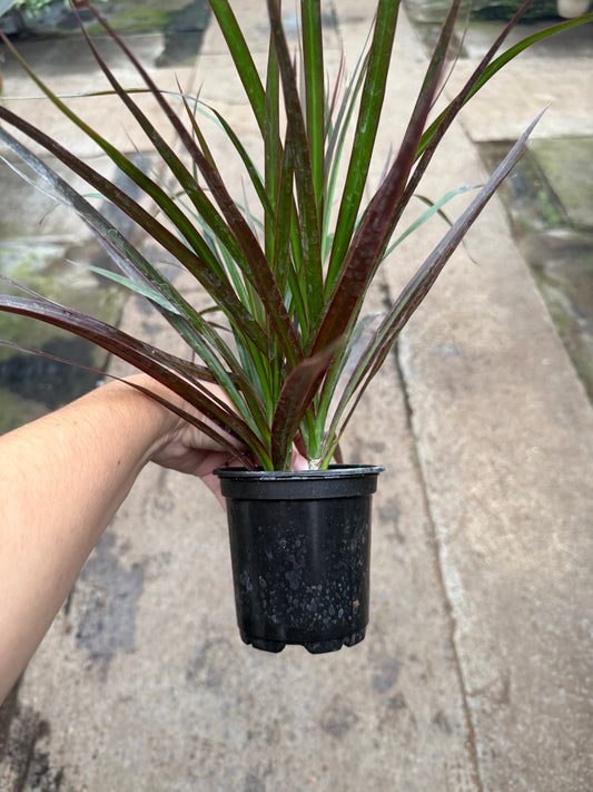 Dracaena Marginata ‘Magenta’