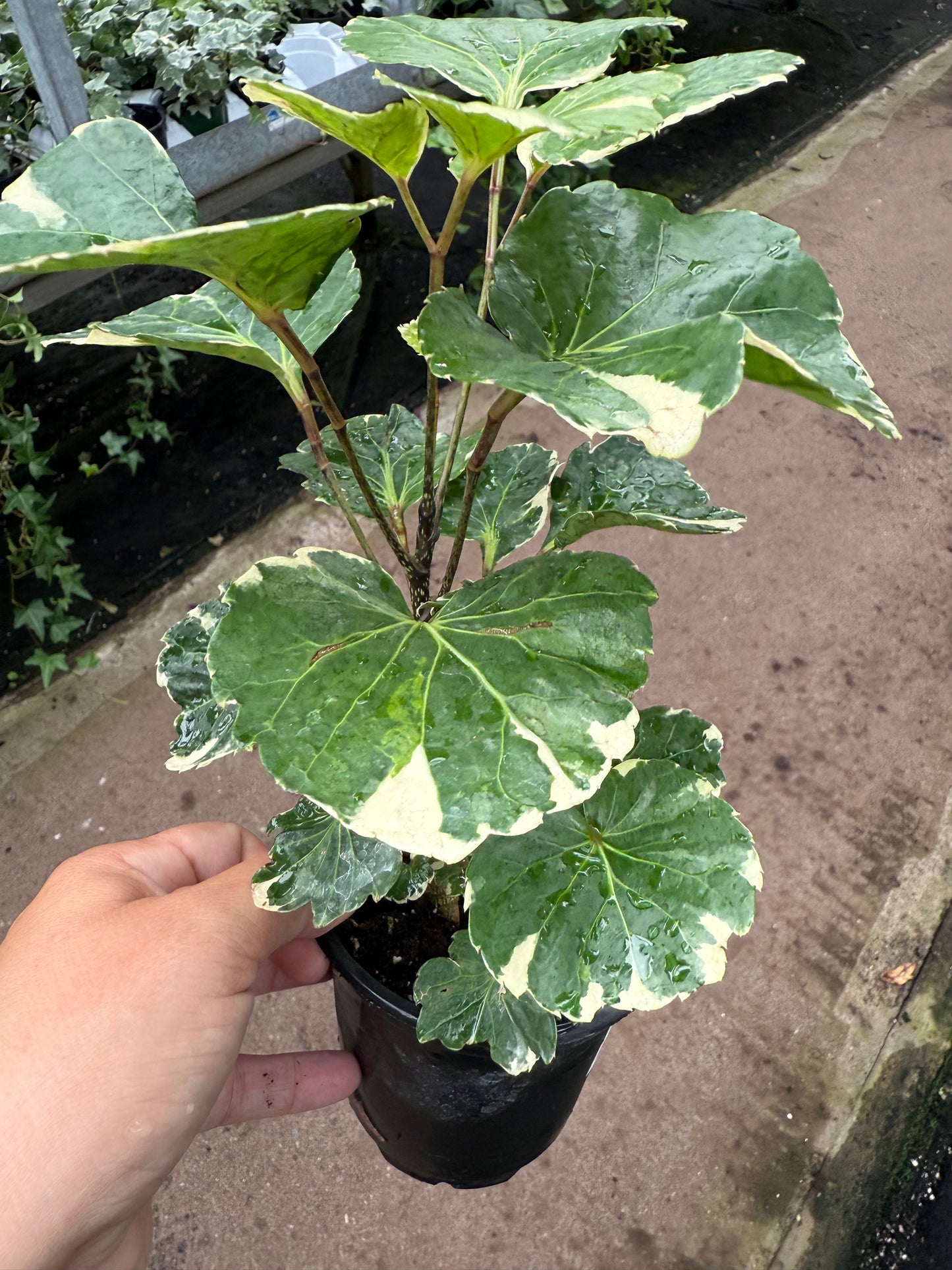 Aralia balfouriana