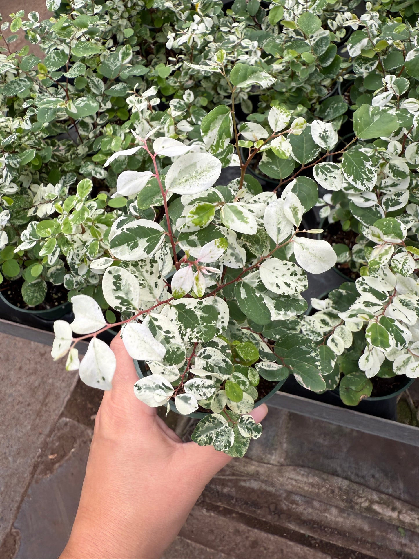 Breynia ‘Snow Bush’