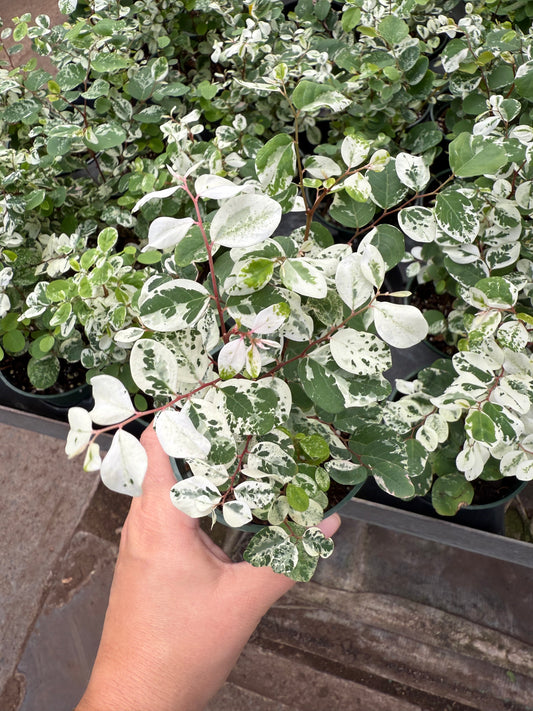 Breynia ‘Snow Bush’