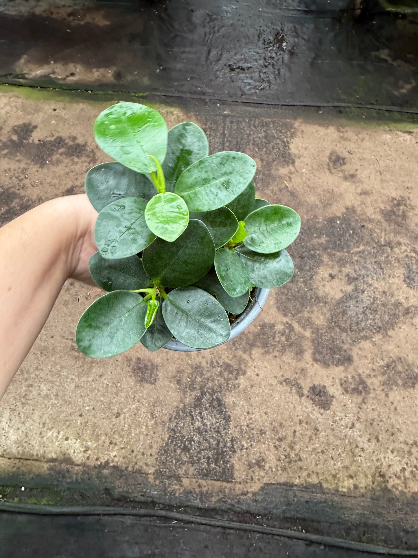 Ficus microcarpa ‘Green Island’