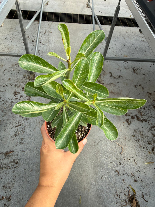 Adenium obesum — Desert Rose