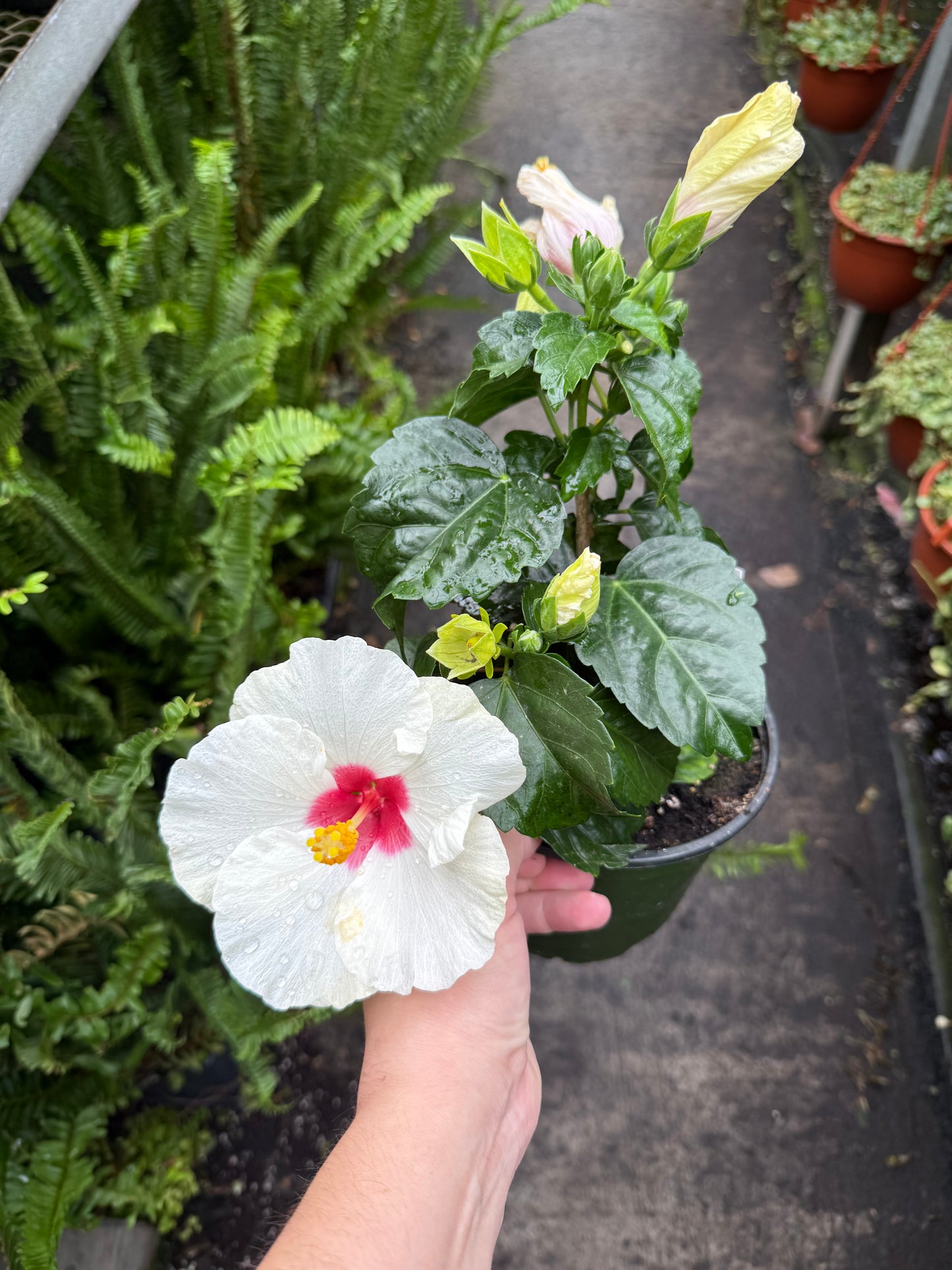 Hibiscus