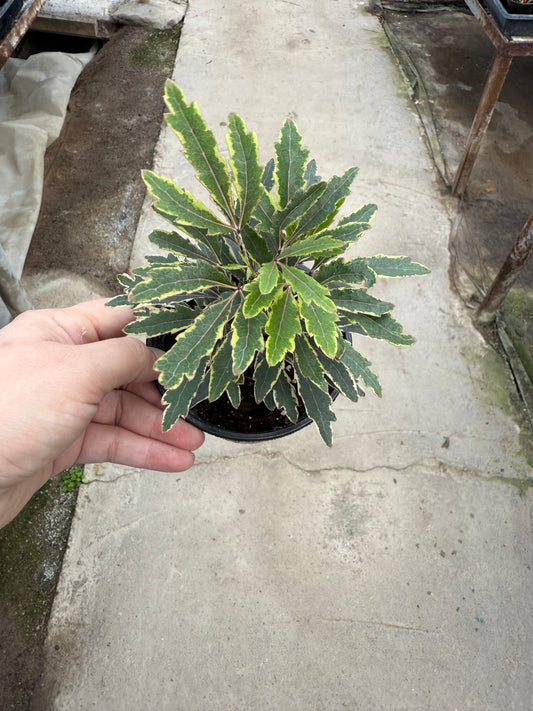 Aralia elegantissima ‘Variegata’