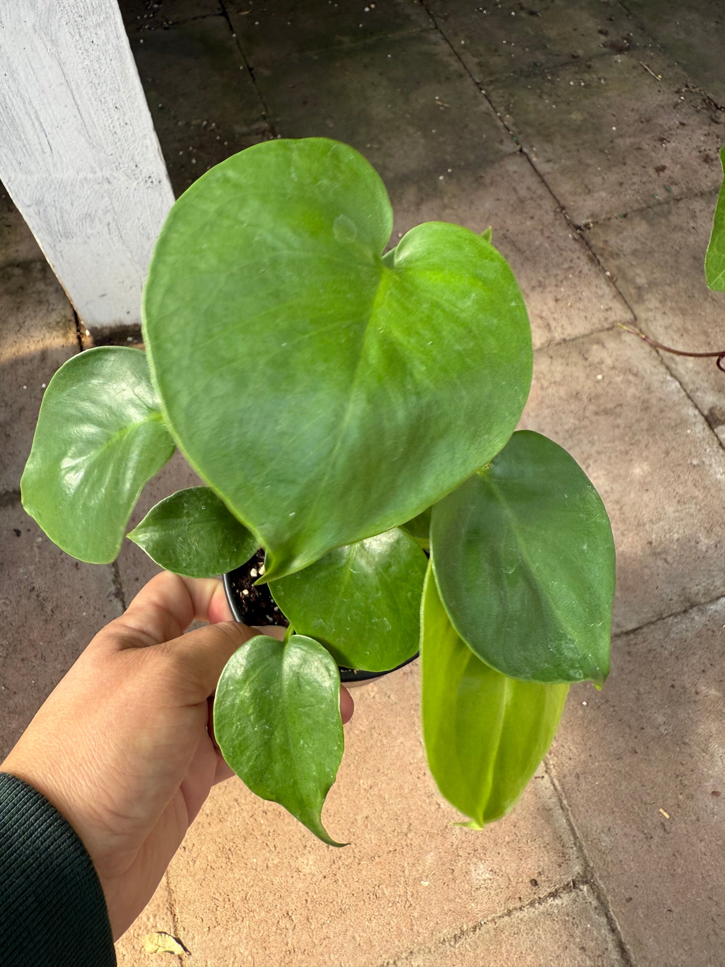 Monstera Deliciosa