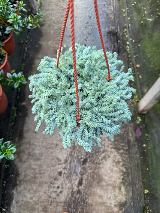 Sedum ‘Blue’