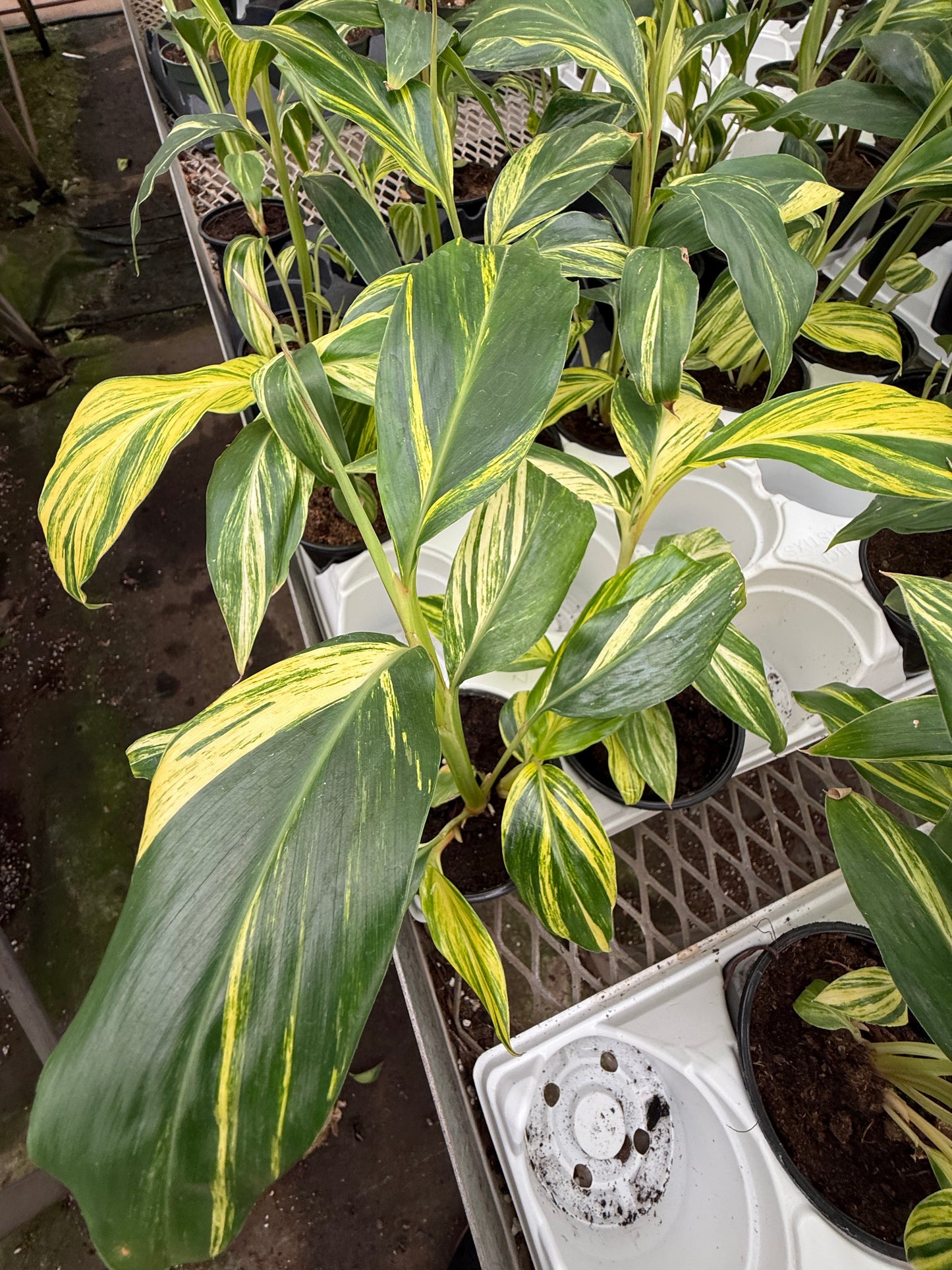 Alpinia – Variegated ‘Ginger’