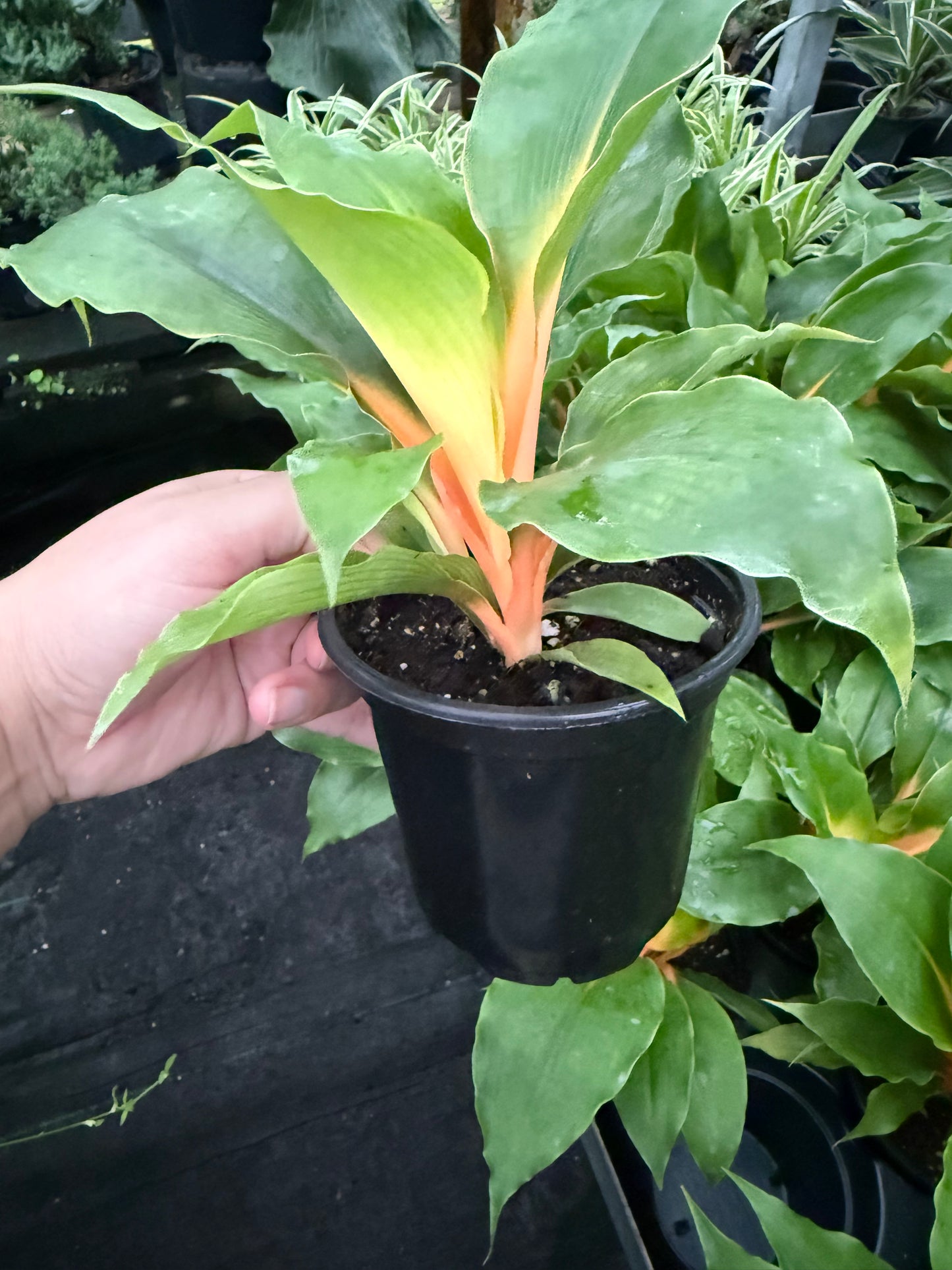 Chlorophytum Mandarin