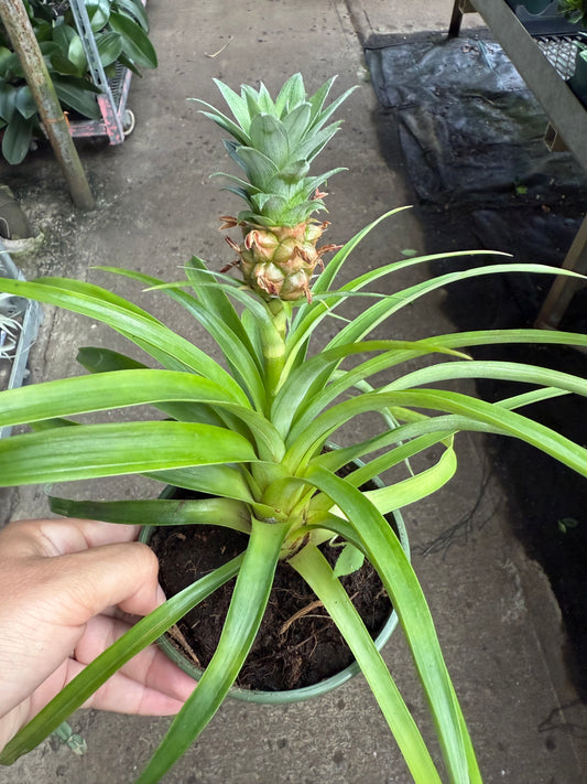 Ananas comosus « Mini Me »