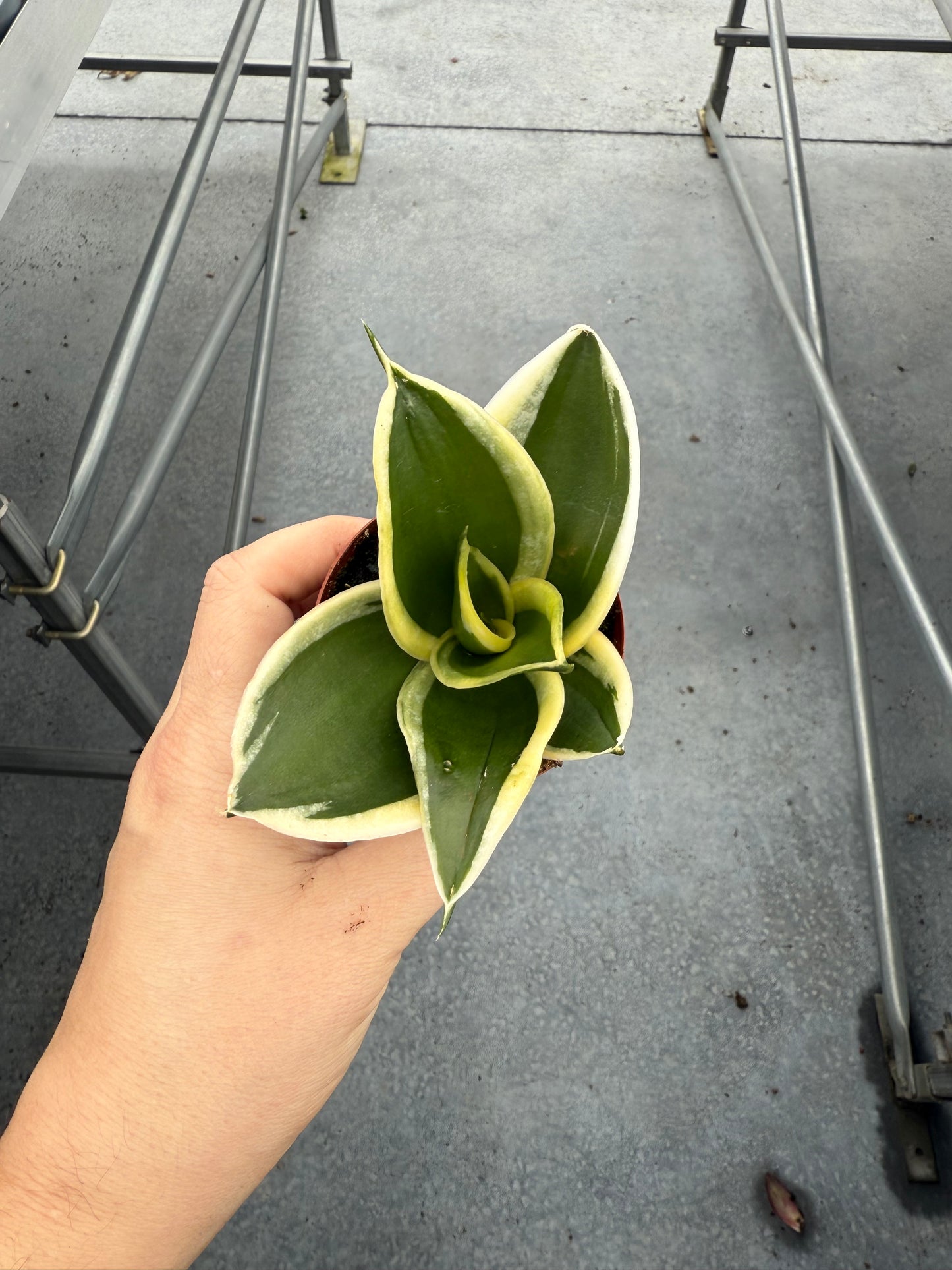 Sanseveria Jade Pagoda Hahnii
