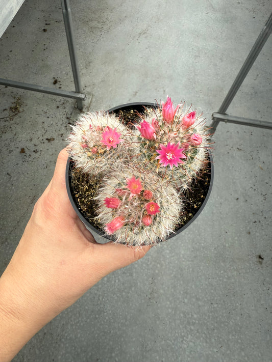 Mammillaria bocasana ‘Rosea’