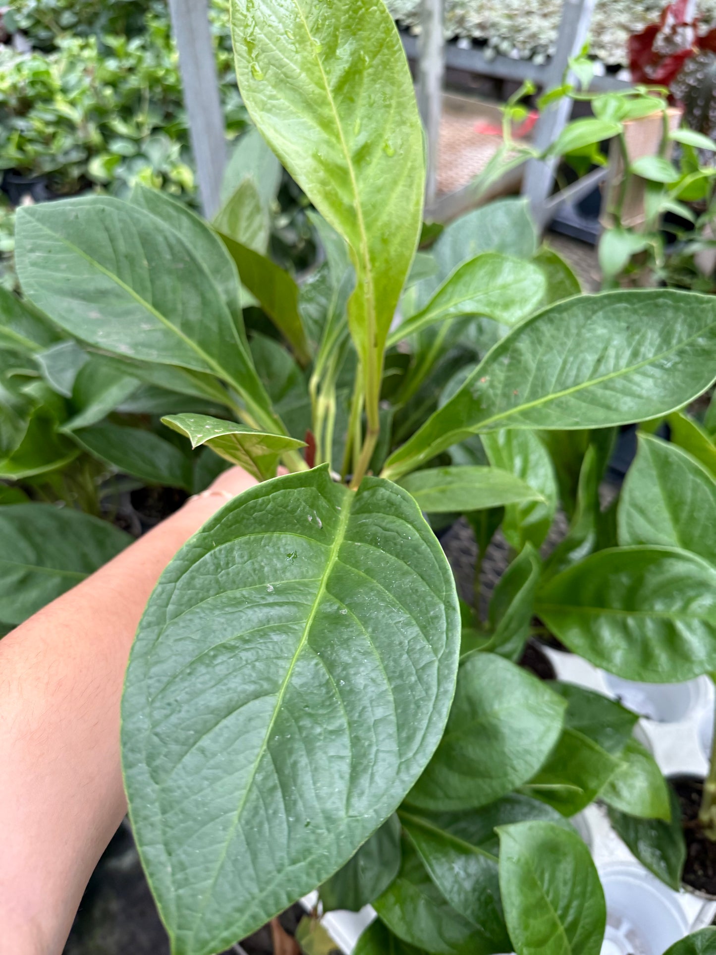 Anthurium ‘Cobra’