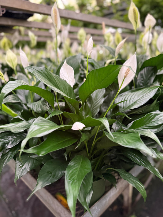 Spathiphyllum