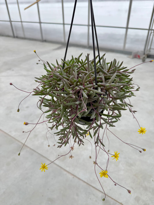 Senecio Othonna