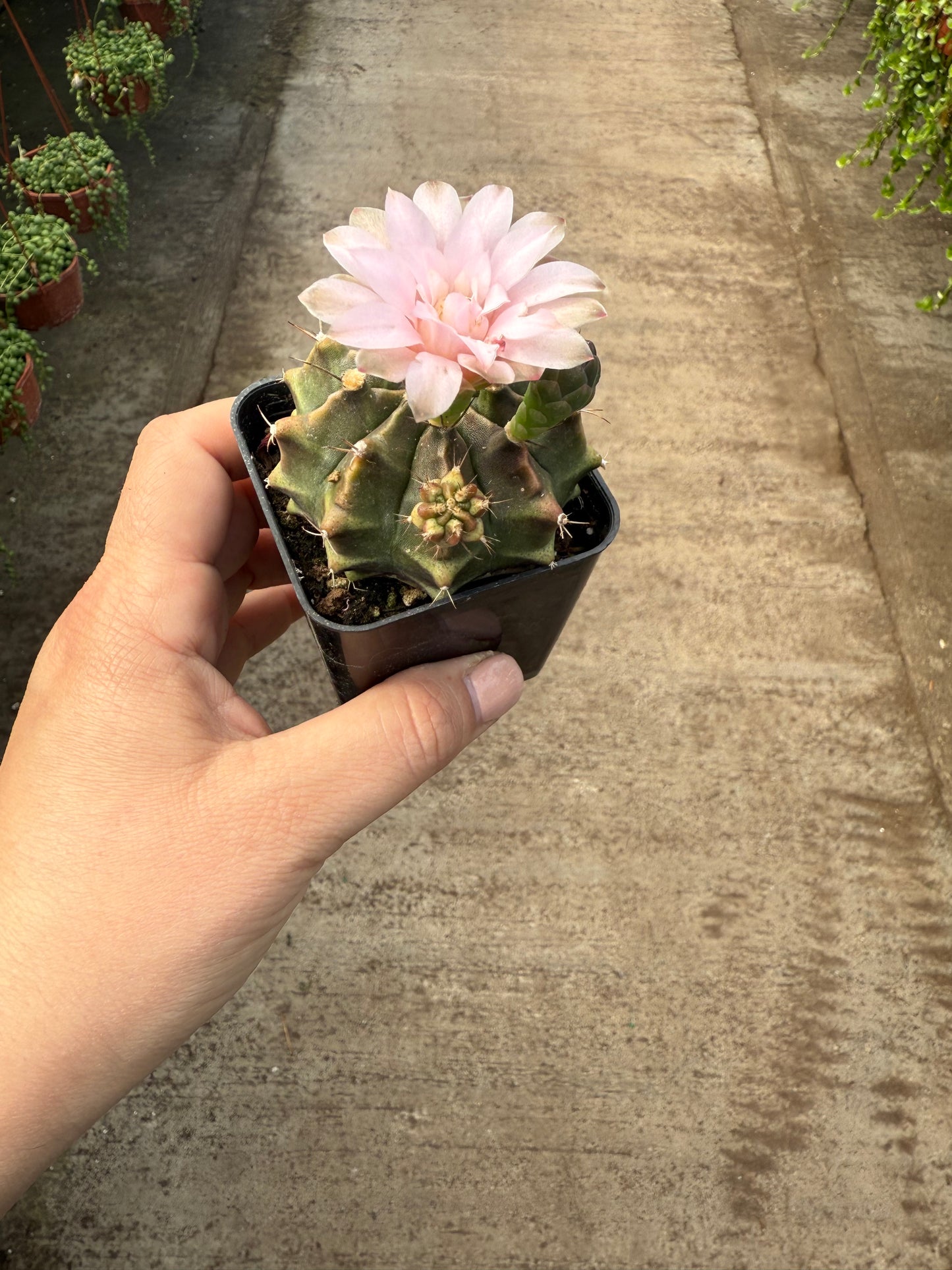 Gymnocalycium variegata